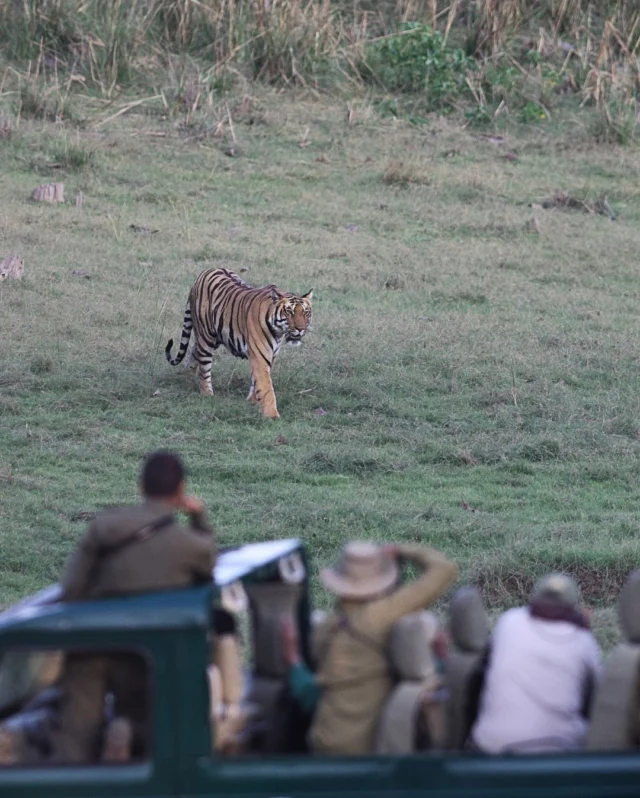 Out in the open. 
Along the banks of the River Denwa, Satpura reveals its secrets. Come February each year, when the water levels recede, Tigers are more frequently seen on the river banks. 

#wildpanthera #india