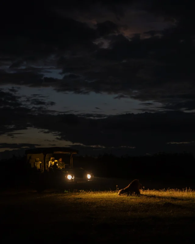 Many overlook Africa after sunset, yet the night offers one of its most rewarding experiences. It is less about what you see and more about how the wilderness makes you feel. 

#wildpanthera #nightsafari #africa