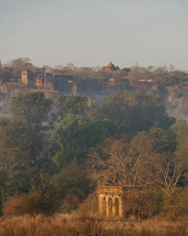 Ranthambore is a book of epics. 

Long before it became one of India’s greatest wildlife destinations, it was a land of kingdoms, courage, and enduring legends. The ancient fort still crowns the landscape, standing as a timeless reminder of Rajasthan’s glorious past. Yet today, it is the tiger that commands the greatest respect, moving through the same forests that once echoed with the footsteps of kings, warriors, and pilgrims.

Here, history is not confined to monuments or museums. It lives in the forests, the lakes, the ancient banyan trees, and every silent corner of the wilderness. In Ranthambore, the past and the wild exist as one, each giving meaning to the other, making every journey through these forests feel like another chapter in a story that has been unfolding for centuries. 

#wildpanthera #india #ranthambore