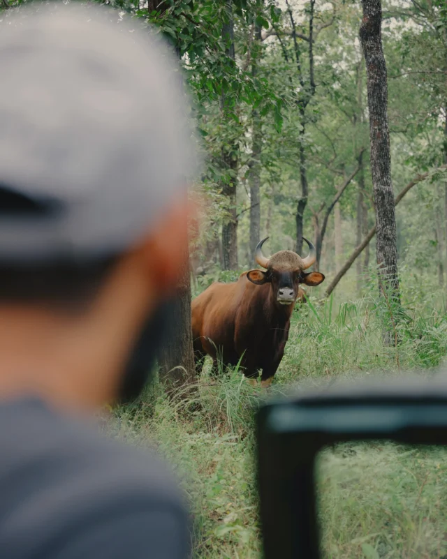 The Gaur. 

Power and composure. Time spent in the presence of something truly untamed is a rare Privilege.

#wildpanthera #centralindia #safari