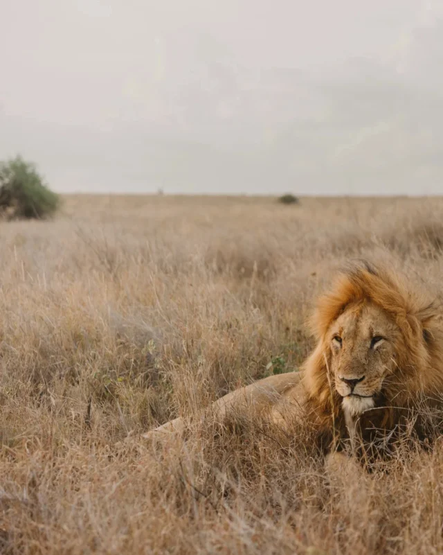 A place that asks nothing of you but to be present - Africa at it’s best. 

#wildpanthera #africa #safari
