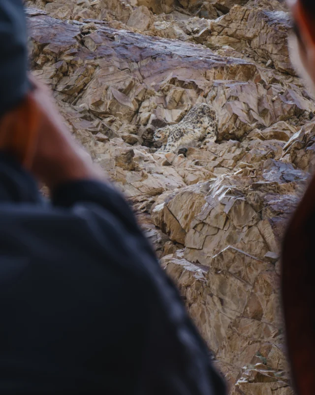 The snow leopard is a ghost of the mountains, rarely seen but never far away. With patience and a little luck, you can sometimes get surprisingly close. Such encounters are rare, but not impossible. 

#wildpanthera #ladakh #snowleopard