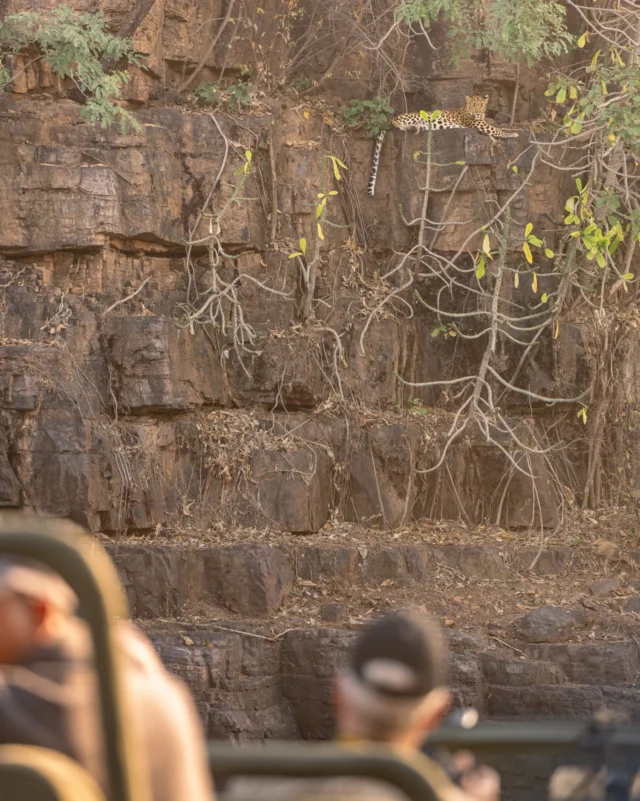 There is something about being free. We must chase it.
And perhaps that is what makes the wild so captivating. Beyond the chaos, the dust, the uncertainty, there are moments of stillness that make it all worthwhile. 

#wildpanthera #india #safari #leopard