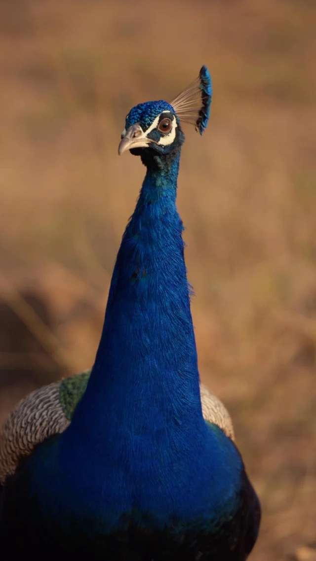 The peacock is a reminder that rarity does not define beauty. Sometimes, the most spectacular sights are the ones we have simply stopped noticing. The beauty of the peacock has never faded, only our attention has. 

#wildpanthera #safari #india