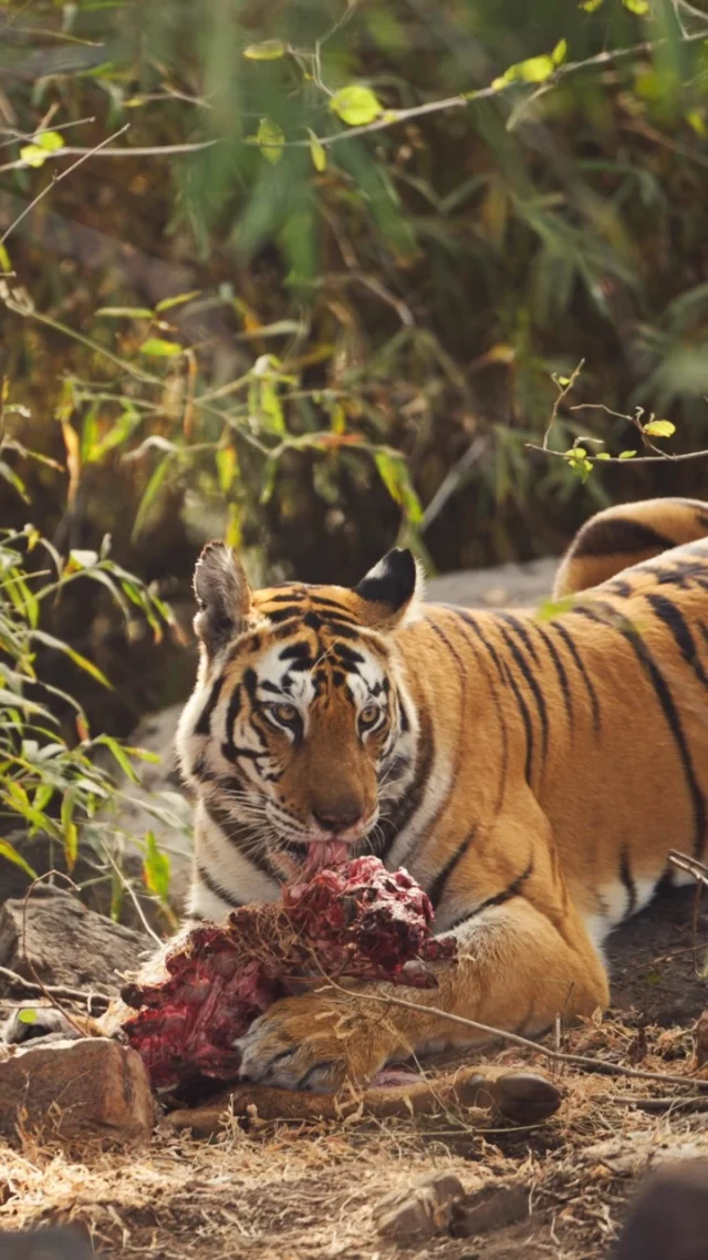 Nature is absolute. It can be brutal, it can be generous, it remains the force that shapes and sustains all life. Nature demands respect, not control. 

#wildpanthera #safari #india #tiger