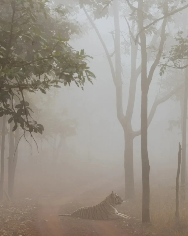 Winter changes the rhythm of Central India’s forests. Cold nights create mist as warm air meets the cool ground, covering the landscape until the morning sun burns it away. Dew settles on the grasses, dust remains undisturbed, and fresh tracks tell the story of the night before. Animals spend longer hours in the open before the day warms up, making winter one of the best seasons to understand the forest, not just to see it. 

#wildpanthera #centralindia #wintersafari